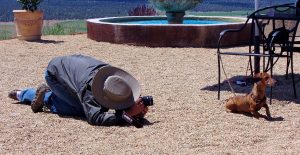 Djurfotografering